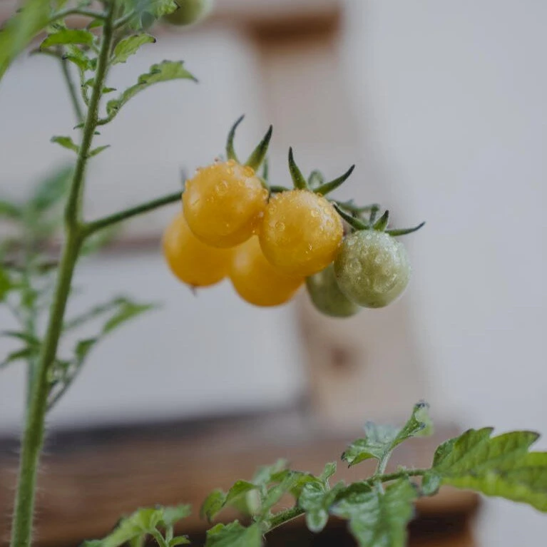 Ribstomat 'Golden Currant' Øko Solanum Pimpinellifolium 'Golden Currant' Frøpose, Antal Pr. Pakke, Ca. 3 Stk. 4 Ribstomat 'Golden Currant' Øko Solanum Pimpinellifolium 'Golden Currant' Frøpose, Antal Pr. Pakke, Ca. 3 Stk. - Billede 2