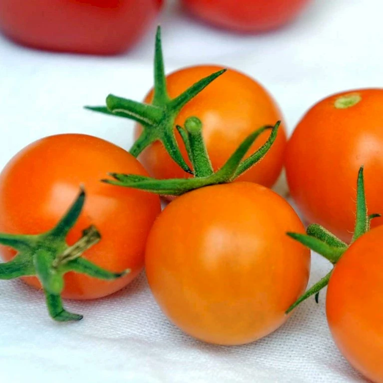 Ribstomat 'Golden Currant' Øko Solanum Pimpinellifolium 'Golden Currant' Frøpose, Antal Pr. Pakke, Ca. 3 Stk. 5 Ribstomat 'Golden Currant' Øko Solanum Pimpinellifolium 'Golden Currant' Frøpose, Antal Pr. Pakke, Ca. 3 Stk. - Billede 3