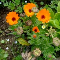 Morgenfrue Øko Calendula Officinalis Frøpose, Antal Pr. Pakke, Ca. 15 Stk. -Siriu Planter Butik p34124 54711 calendula officinalis ffb9