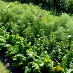 Bladbede 'White Silver 3' Øko Beta Vulgaris 'White Silver 3' Frøpose, Antal Pr. Pakke, Ca. 30 Stk. 7 Bladbede 'White Silver 3' Øko Beta Vulgaris 'White Silver 3' Frøpose, Antal Pr. Pakke, Ca. 30 Stk. -Siriu Planter Butik p34129 54613 beta vulgaris white silver 3 bc2b