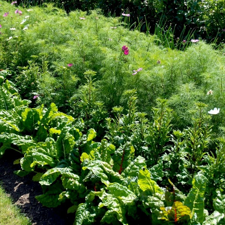 Bladbede 'White Silver 3' Øko Beta Vulgaris 'White Silver 3' Frøpose, Antal Pr. Pakke, Ca. 30 Stk. 5 Bladbede 'White Silver 3' Øko Beta Vulgaris 'White Silver 3' Frøpose, Antal Pr. Pakke, Ca. 30 Stk. - Billede 3