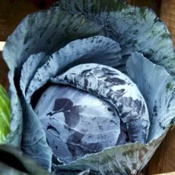 Rødkål 'Langedijker Bewaar 2' Øko Brassica Oleracea 'Langedijker Bewaar 2' Frøpose, Antal Pr. Pakke, Ca. 25 Stk. -Siriu Planter Butik p34146 54588 brassica oleracea langedijker bewaar 2 05fc