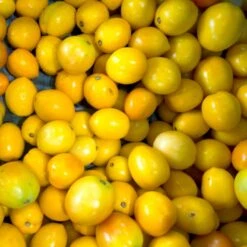 Tomat 'Tigerette Cherry' Øko Solanum Lycopersicum 'Tigerette Cherry' Frøpose, Antal Pr. Pakke, Ca. 4 Stk. -Siriu Planter Butik p34151 54677 solanum lycopersicum tigerette cherry 67d8