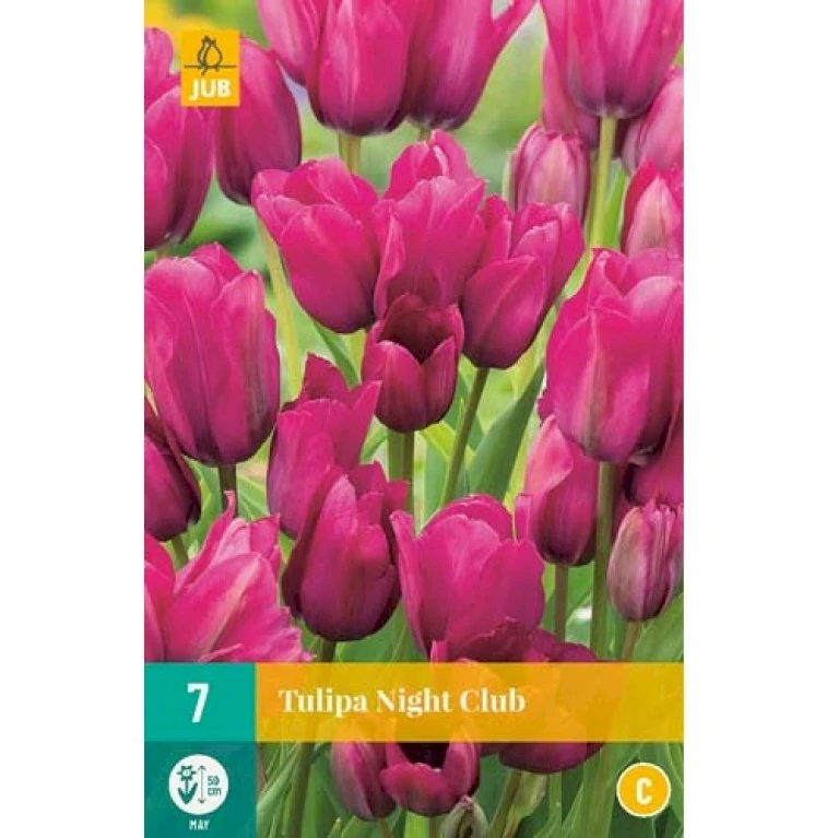 Tulipan 'Night Club' Tulips 'Night Club' Blomsterløg, Antal Pr. Pakke, Ca. 7 Stk. 4 Tulipan 'Night Club' Tulips 'Night Club' Blomsterløg, Antal Pr. Pakke, Ca. 7 Stk. - Billede 2
