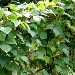 Krybbønne 'Maxi' Øko Phaseolus Vulgaris 'Maxi' -Siriu Planter Butik p34598 54551 phaseolus vulgaris maxi 46e6