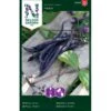 Krybbønne 'Mistik' Phaseolus Vulgaris 'Mistik' -Siriu Planter Butik p34599 30142 phaseolus vulgaris cd1a