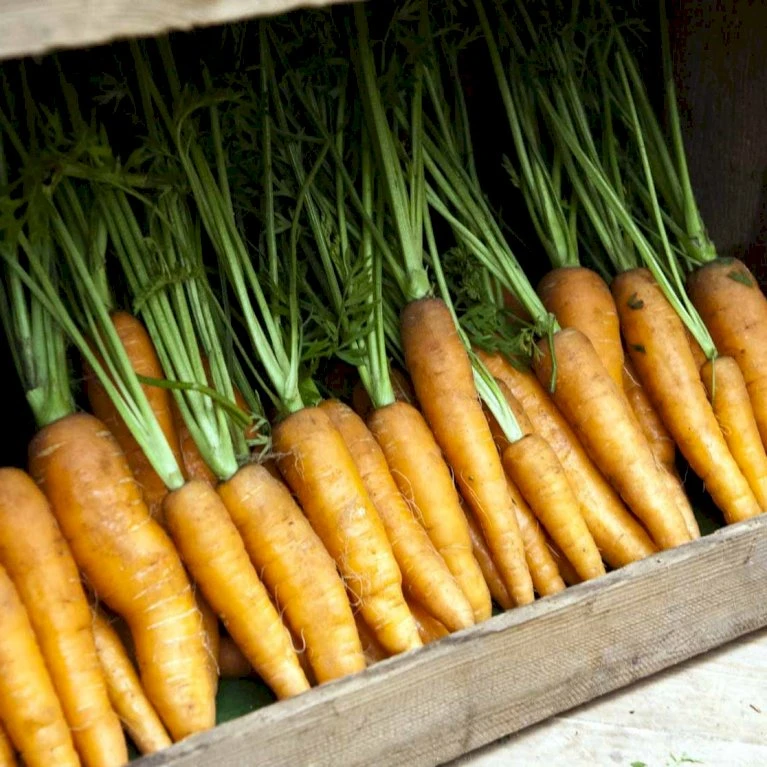 Sommergulerod 'Berlicum 2' Øko Daucus Carota L 'Berlicum 2' 4 Sommergulerod 'Berlicum 2' Øko Daucus Carota L 'Berlicum 2' - Billede 2