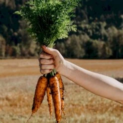 Sommergulerod 'Berlicum 2' Øko Daucus Carota L 'Berlicum 2' 7 Sommergulerod 'Berlicum 2' Øko Daucus Carota L 'Berlicum 2' -Siriu Planter Butik p34608 54621 daucus carota l berlicum 2 3081