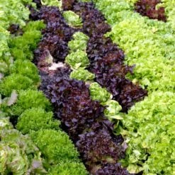 Vårsalat 'Vit' Øko Valerianella Locusta 'Vit' -Siriu Planter Butik p34615 54658 valerianella locusta vit 939c