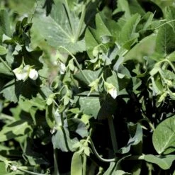 Lav Sukkerært 'Norli' Øko Pisum Sativum 'Norli' 5 Lav Sukkerært 'Norli' Øko Pisum Sativum 'Norli' -Siriu Planter Butik p34616 54687 pisum sativum norli 42a5