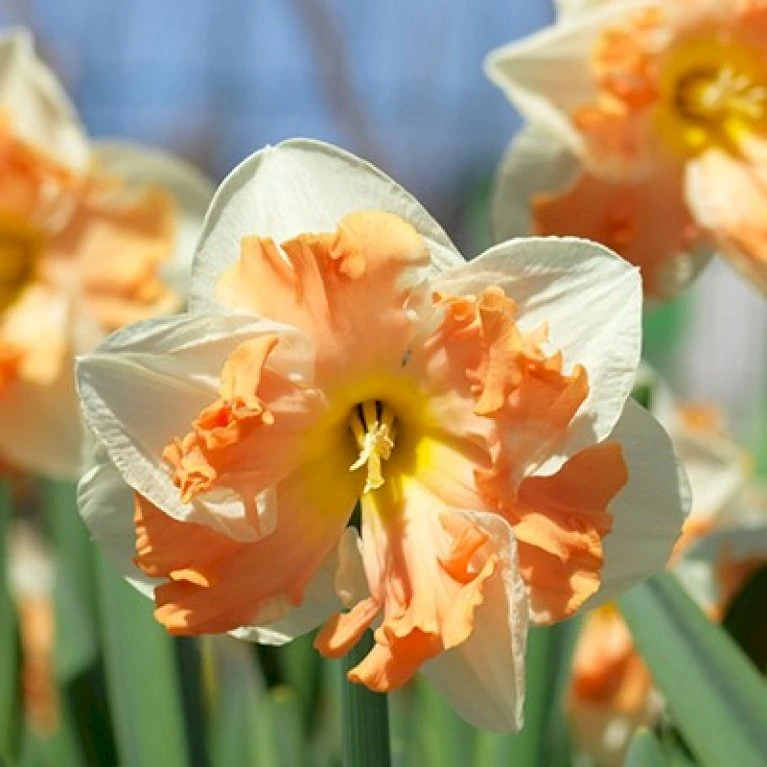 Påskelilje 'Sunny Girlfriend' Narcissus 'Sunny Girlfriend' Blomsterløg, Antal Pr. Pakke, Ca. 5 Stk. 2 Påskelilje 'Sunny Girlfriend' Narcissus 'Sunny Girlfriend' Blomsterløg, Antal Pr. Pakke, Ca. 5 Stk.