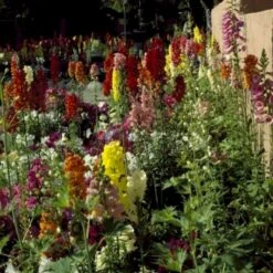 Løvemund Mix Øko Antirrhinum Majus Frøpose, Antal Pr. Pakke, Ca. 20 Stk. -Siriu Planter Butik p34769 54703 antirrhinum majus b7a6