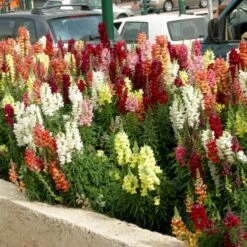 Løvemund Mix Øko Antirrhinum Majus Frøpose, Antal Pr. Pakke, Ca. 20 Stk. -Siriu Planter Butik p34769 54704 antirrhinum majus ca6b