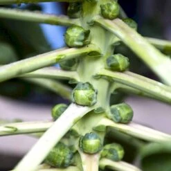 Rosenkål 'Igor' F1 Brassica Oleracea 'Igor' F1 -Siriu Planter Butik p34773 54585 brassica oleracea igor f1 a54e