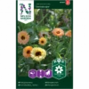 Morgenfrue 'Cantaloupe' Calendula Officinalis 'Cantaloupe' -Siriu Planter Butik p34774 34755 calendula officinalis cantaloupe 2a1c
