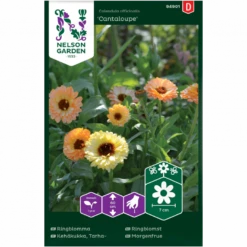 Morgenfrue 'Cantaloupe' Calendula Officinalis 'Cantaloupe'