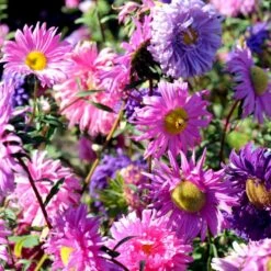 Sommerasters Dobbelt Mix Øko Callistephus Chinensis Double Mix Frøpose, Antal Pr. Pakke, Ca. 12 Stk. -Siriu Planter Butik p34775 54690 callistephus chinensis double mix 17a8