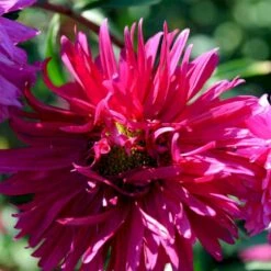 Sommerasters Dobbelt Mix Øko Callistephus Chinensis Double Mix Frøpose, Antal Pr. Pakke, Ca. 12 Stk. -Siriu Planter Butik p34775 54691 callistephus chinensis double mix 8649