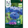Høj Kornblomst Øko Centaurea Cyanus 2 Høj Kornblomst Øko Centaurea Cyanus -Siriu Planter Butik p34776 34757 centaurea cyanus 1390
