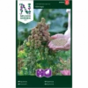 Quinoa 'Vikinga' Chenopodium Quinoa 'Vikinga' -Siriu Planter Butik p34777 34758 chenopodium quinoa vikinga fa4e