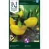 Græskar 'Sunseanse' F1 Cucurbita Pepo 'Sunseanse' F1 -Siriu Planter Butik p34780 34761 cucurbita pepo sunseanse f1 1622