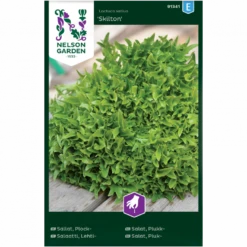 Pluksalat 'Skilton' Lactuca Sativa 'Skilton'