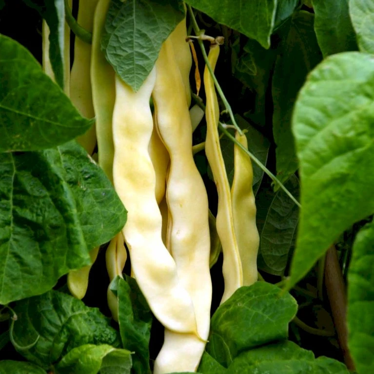 Voksbønne 'Dior' Øko Phaseolus Vulgaris 'Dior' Frøpose, Antal Pr. Pakke, Ca. 30 Stk. 4 Voksbønne 'Dior' Øko Phaseolus Vulgaris 'Dior' Frøpose, Antal Pr. Pakke, Ca. 30 Stk. - Billede 2