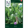 Spinat 'Matador' Spinacia Oleracea L. 'Matador' 2 Spinat 'Matador' Spinacia Oleracea L. 'Matador' -Siriu Planter Butik p34796 34777 spinacia oleracea l matador fabb