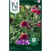 Frøkenhat 'Cresto! Violet' Zinnia Elegans 'Cresto! Violet' -Siriu Planter Butik p34800 34781 zinnia elegans cresto violet f3b9