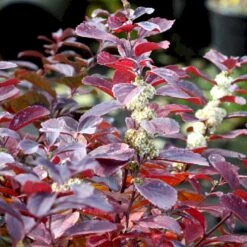 Siriu Planter Butik -Siriu Planter Butik p35014 54099 spiraea betulifolia thor 21cf