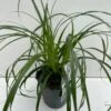 Star 'Ribbon Falls' Carex 'Ribbon Falls' Potte 2 Liter. 2 Star 'Ribbon Falls' Carex 'Ribbon Falls' Potte 2 Liter. -Siriu Planter Butik p35145 42614 carex ribbon falls b906