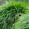 Japansk Skovgræs Hakonechloa Macra 1 Liter Potte -Siriu Planter Butik p35147 50982 hakonechloa macra e32e