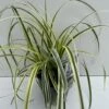 Star 'Feather Falls' Carex 'Feather Falls' Potte 2 Liter. 2 Star 'Feather Falls' Carex 'Feather Falls' Potte 2 Liter. -Siriu Planter Butik p35303 42601 carex feather falls 90c9