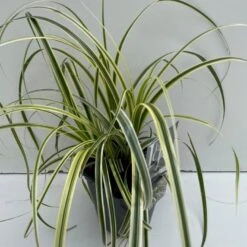 Star 'Feather Falls' Carex 'Feather Falls' Potte 2 Liter.