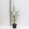 Europæisk Lærk Larix Decidua Potte 5,0 Liter,- 80-100 Cm. -Siriu Planter Butik p35689 38864 image b69a