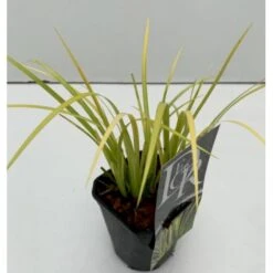 Kalmus 'Golden Delight' Acorus Gramineus 'Golden Delight' 1 Liter Potte -Siriu Planter Butik p35712 40738 acorus gramineus golden delight 295b