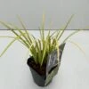 Kalmus 'Golden Delight' Acorus Gramineus 'Golden Delight' 1 Liter Potte 1 Kalmus 'Golden Delight' Acorus Gramineus 'Golden Delight' 1 Liter Potte -Siriu Planter Butik p35712 43574 acorus gramineus golden delight 69f5
