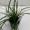 Star 'Everlime' Carex Oshimensis 'Everlime' 1 Liter Potte -Siriu Planter Butik p35714 43576 carex oshimensis everlime 463e