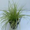 Star 'Eversheen' Carex Oshimensis 'Eversheen' Potte 2 Liter. -Siriu Planter Butik p35715 42612 carex oshimensis eversheen 5235