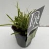 Star 'Vanilla Ice' Carex Morrowii 'Vanilla Ice' 1 Liter Potte -Siriu Planter Butik p35719 47970 carex morrowii vanilla ice d485