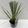 Lav Pampasgræs 'Mini' Cortaderia Selloana 'Mini' Potte 2 Liter. 1 Lav Pampasgræs 'Mini' Cortaderia Selloana 'Mini' Potte 2 Liter. -Siriu Planter Butik p35721 42619 cortaderia selloana mini 23a9