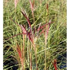 Lav Elefantgræs 'Adagio' Miscanthus Sinensis 'Adagio' 5 Liter Potte