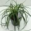 Star 'Evergreen' Carex Oshimensis 'Evergreen' Potte 2 Liter. -Siriu Planter Butik p35736 42607 carex oshimensis evergreen 910a