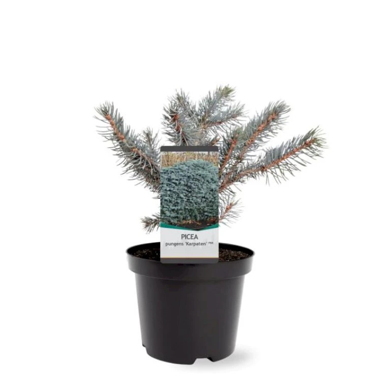 Blågran 'Karpaten' Picea Pungens 'Karpaten' Potte 3,0 Liter,- 20-25 Cm. 3 Blågran 'Karpaten' Picea Pungens 'Karpaten' Potte 3,0 Liter,- 20-25 Cm.