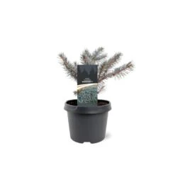 Blågran 'Karpaten' Picea Pungens 'Karpaten' Potte 3,0 Liter,- 20-25 Cm. 7 Blågran 'Karpaten' Picea Pungens 'Karpaten' Potte 3,0 Liter,- 20-25 Cm. -Siriu Planter Butik p35834 43353 picea pungens karpaten b653
