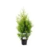 Almindelig Thuja 'Golden Brabant' Thuja Occidentalis 'Golden Brabant' Potte 3,0 Liter,- 60-70 Cm. 2 Almindelig Thuja 'Golden Brabant' Thuja Occidentalis 'Golden Brabant' Potte 3,0 Liter,- 60-70 Cm. -Siriu Planter Butik p35837 38926 thuja occidentalis golden brabrant bb90