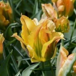 Tulipan 'Golden Artist' Tulips 'Golden Artist' Blomsterløg, Antal Pr. Pakke, Ca. 7 Stk.