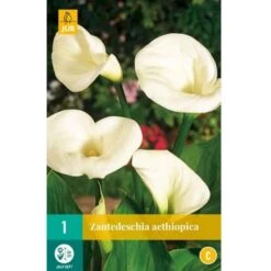 Kalla Zanthedechia Aethiopia Blomsterløg, Antal Pr. Pakke, Ca. 1 Stk. 6 Kalla Zanthedechia Aethiopia Blomsterløg, Antal Pr. Pakke, Ca. 1 Stk. -Siriu Planter Butik p36181 50500 zanthedechia aethiopia 99ab