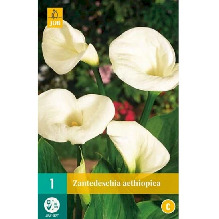 Kalla Zanthedechia Aethiopia Blomsterløg, Antal Pr. Pakke, Ca. 1 Stk. 4 Kalla Zanthedechia Aethiopia Blomsterløg, Antal Pr. Pakke, Ca. 1 Stk. - Billede 2