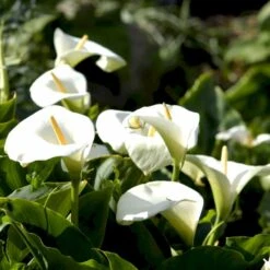 Kalla Zanthedechia Aethiopia Blomsterløg, Antal Pr. Pakke, Ca. 1 Stk. 7 Kalla Zanthedechia Aethiopia Blomsterløg, Antal Pr. Pakke, Ca. 1 Stk. -Siriu Planter Butik p36181 50501 zanthedechia aethiopia 10b9